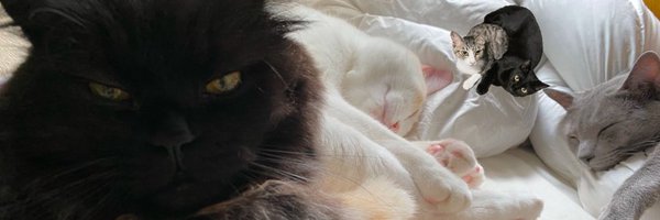 PINKY_neko Profile Banner