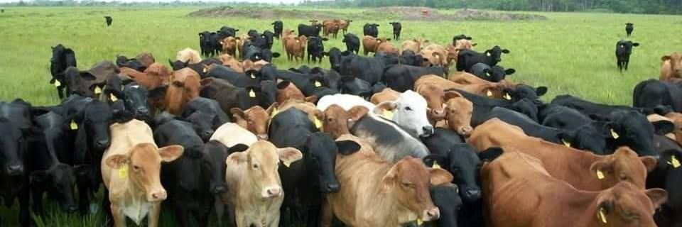 Pedro Alexis Gómez banner