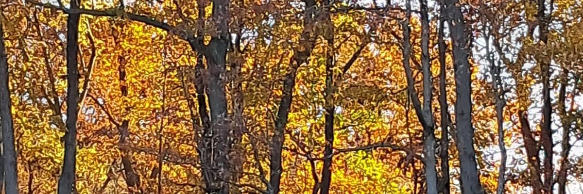 priyakrish67's profile banner image
