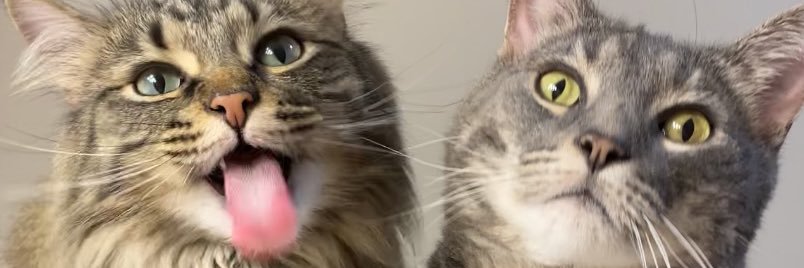 Madikayhowell's profile banner image