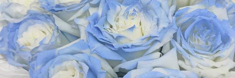镜藏's banner