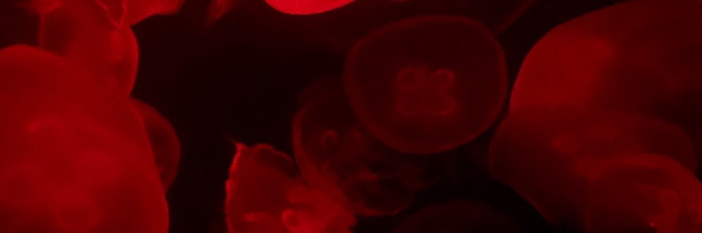 baebv's profile banner image