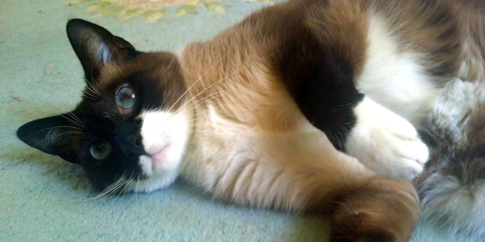 KittyBlueBelle's profile banner image