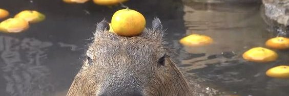 capivara - memes ruins e promoções boas's banner