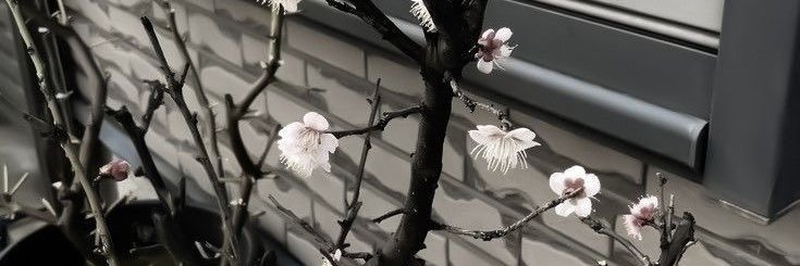 lera banner