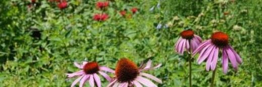 SPAudubon's profile banner image