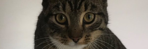 stabiliseret Profile Banner