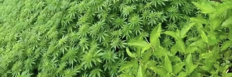 HerbNation🍃 banner