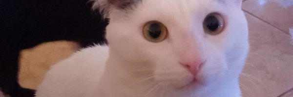 dreamy_dot_dev Profile Banner