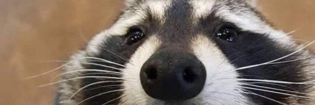 Pabsi's profile banner image