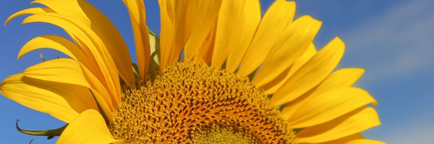 _gigiperesini's profile banner image