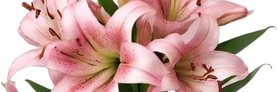 noce jual apk prem, acc roblox & robux banner