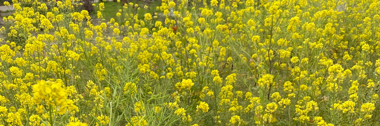 デュラ・ハンぬ banner