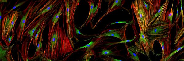 CMLSjournal Profile Banner