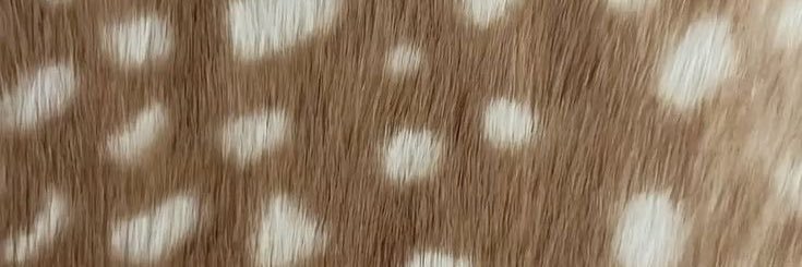 dettesil's profile banner image