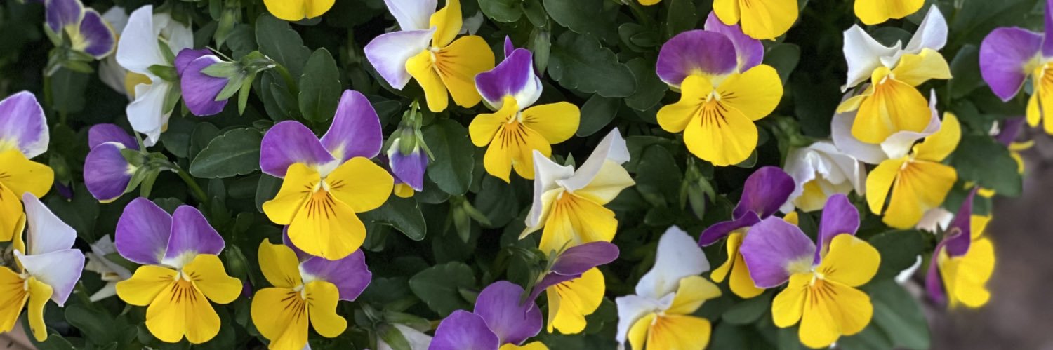 Zeba Ebrahimi banner