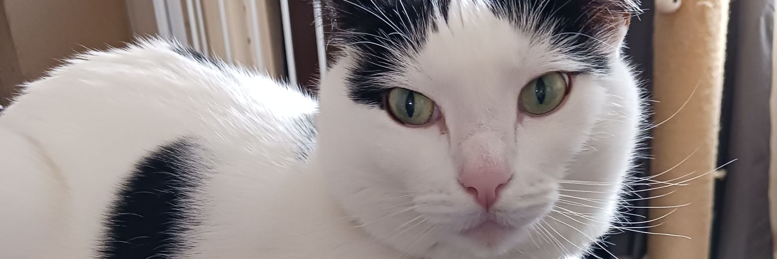 Lady Herder of Cats 💙 banner