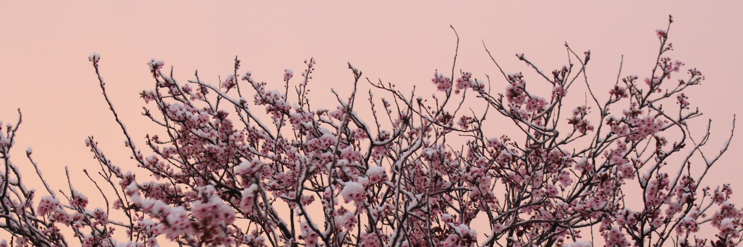 AstridGoss's profile banner image