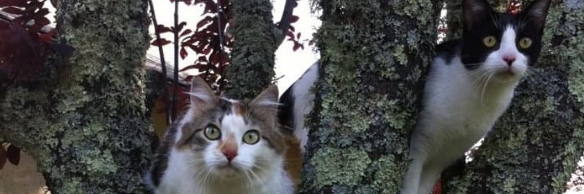 Germignon® 🇫🇷 🇪🇺 banner