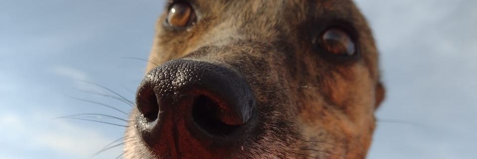apammadryn's profile banner image