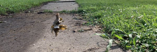 djghostmba Profile Banner