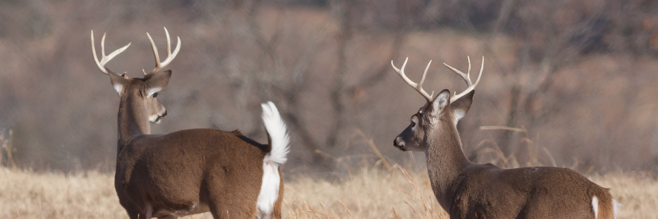 BuckscoreGM's profile banner image