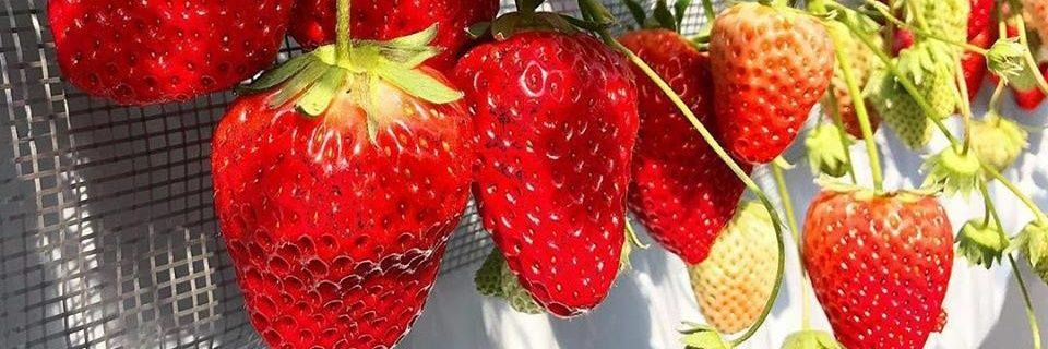 ceci jurídica dante | HEXATOMBE 🩸 banner