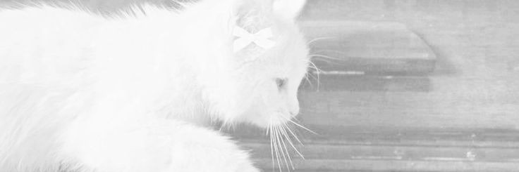 stray - shedtwt banner
