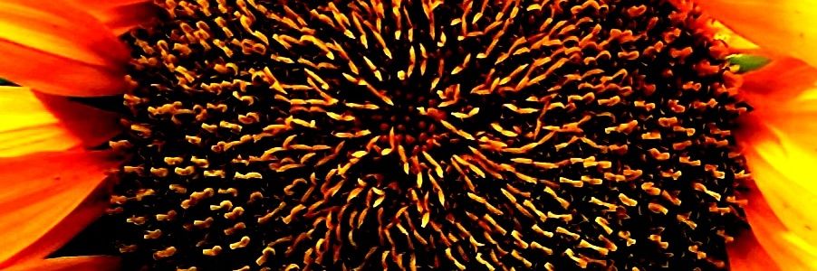 lalague's profile banner image