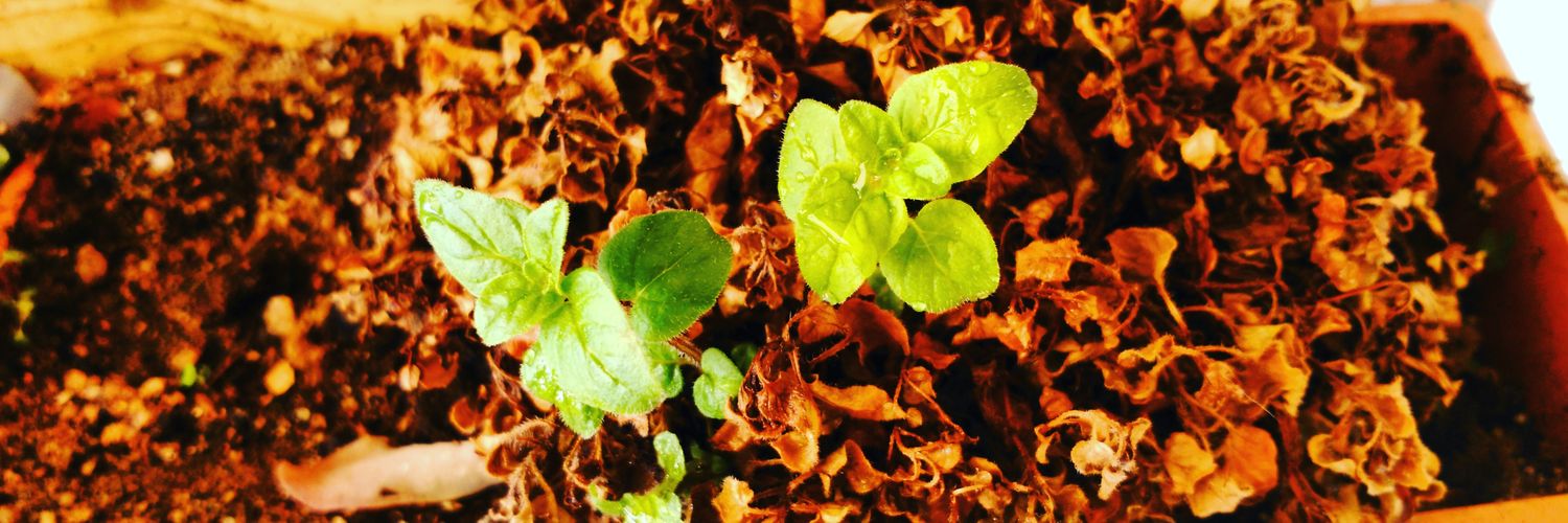 Lluís Torrent banner