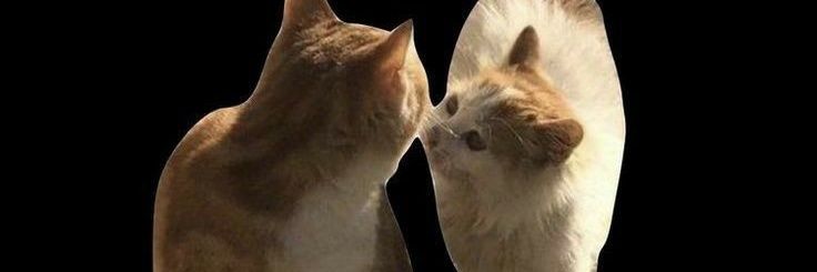monamonivaa's profile banner image