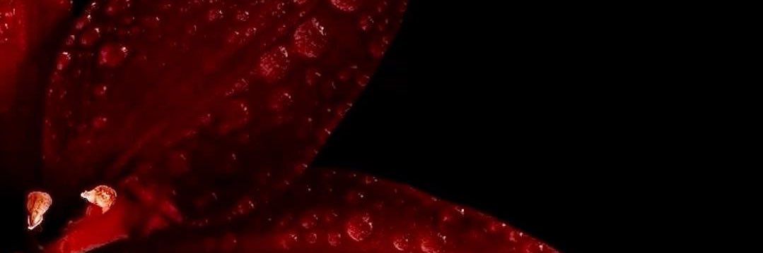 rosellagarden's profile banner image