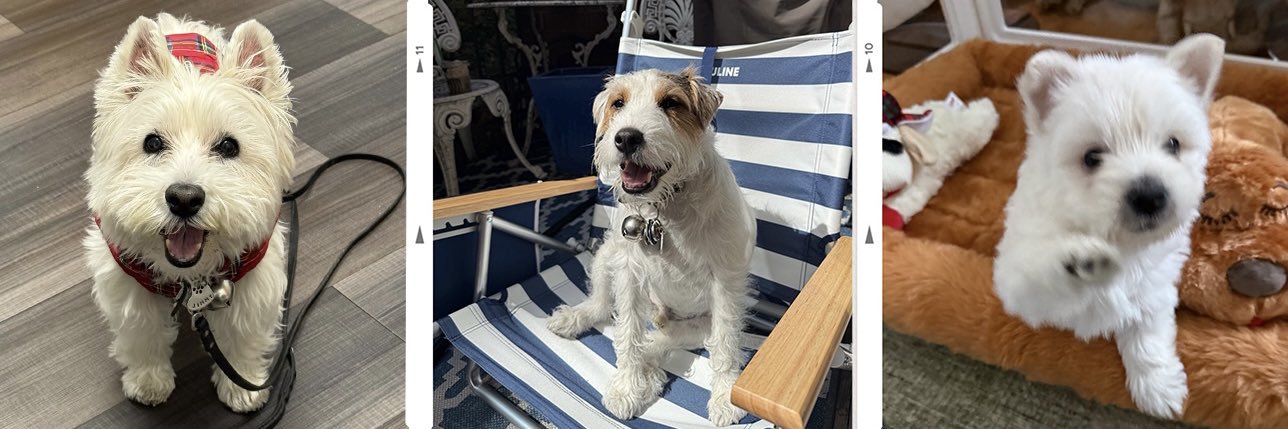 Dog333 🐾🐾🐾 (Jimmy, Dodger, Whisky and Mom) banner