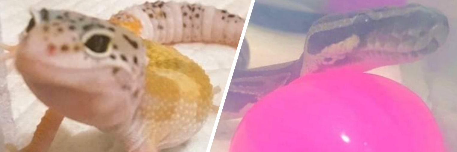 ミカヅキ上田🌛2/7(土)～3/29(日)@GMKお化け屋敷 banner