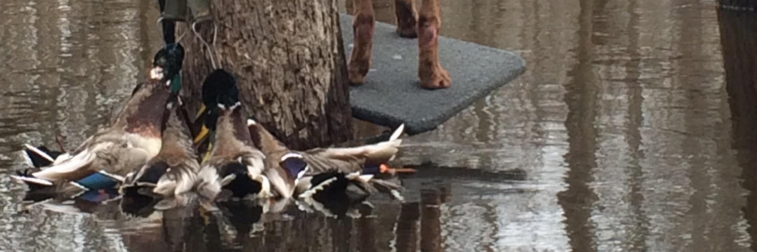 Charles Nicholson banner