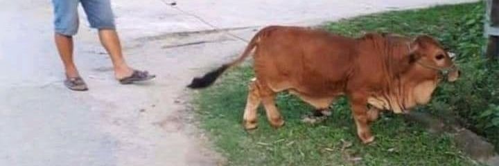 sapi banner