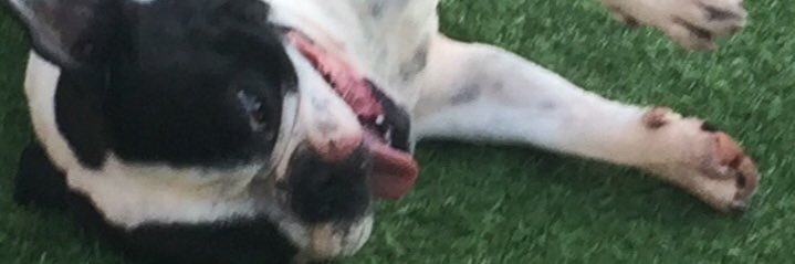 gruffstar's profile banner image