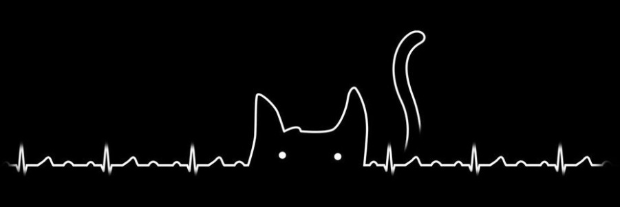 Katard🌈 COMMS OPEN banner