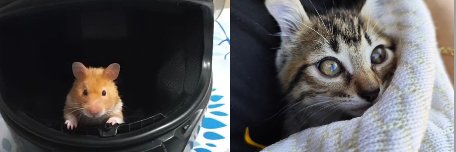 Karla Rodríguezツ banner