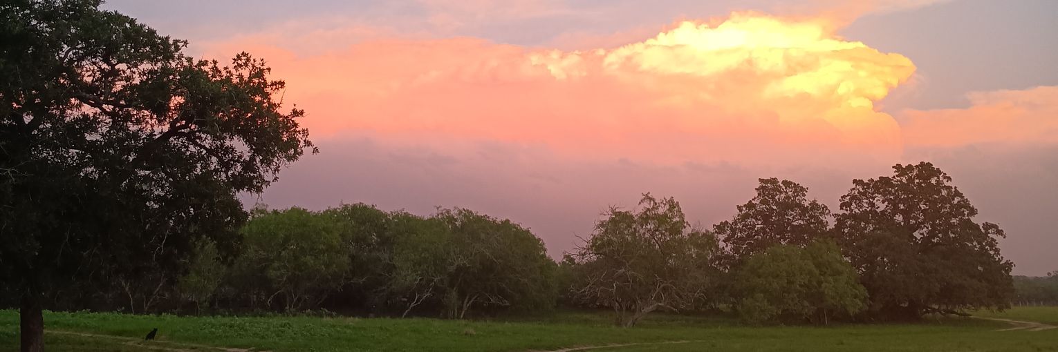 Jerry Spaghetti banner