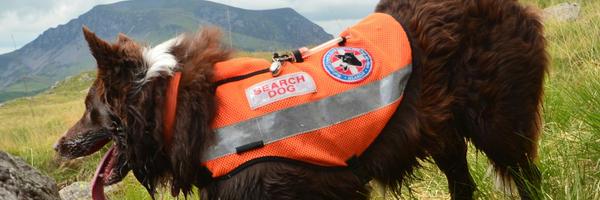 davebob Profile Banner