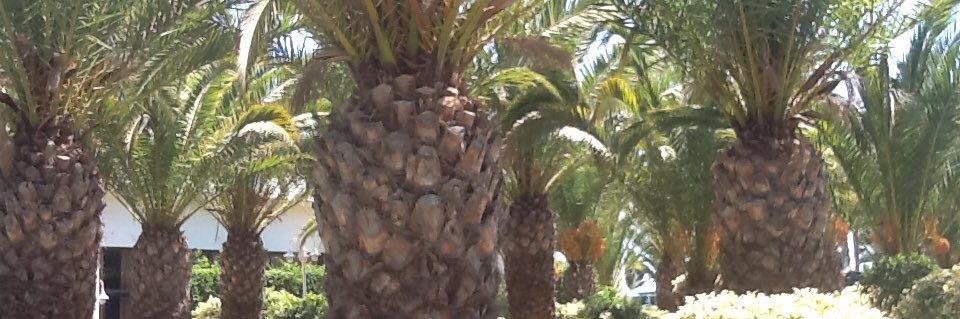 arajarvi's profile banner image