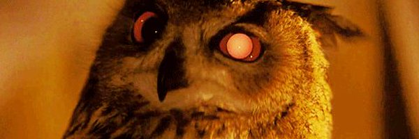 CorujaOwlk Profile Banner