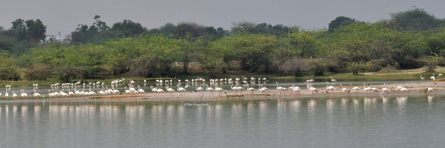 saveindiantrees's profile banner image