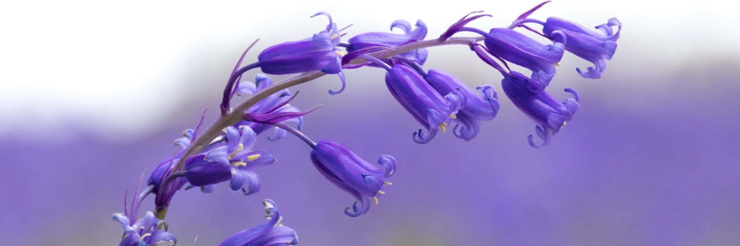 Richard Crowest banner