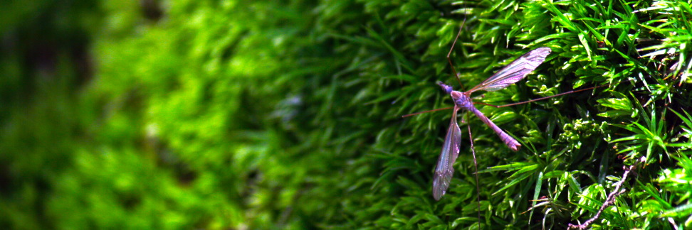 jaggwire's profile banner image