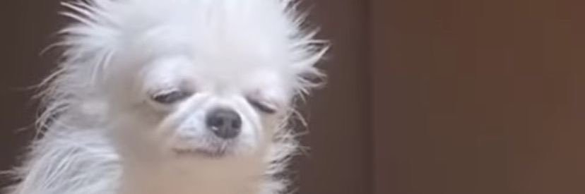 cactuses_sub's profile banner image