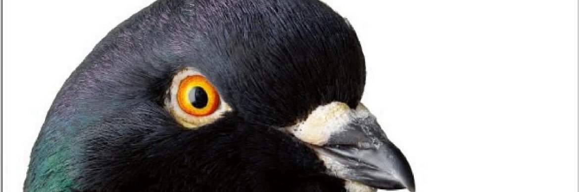 RainerWahn99337's profile banner image