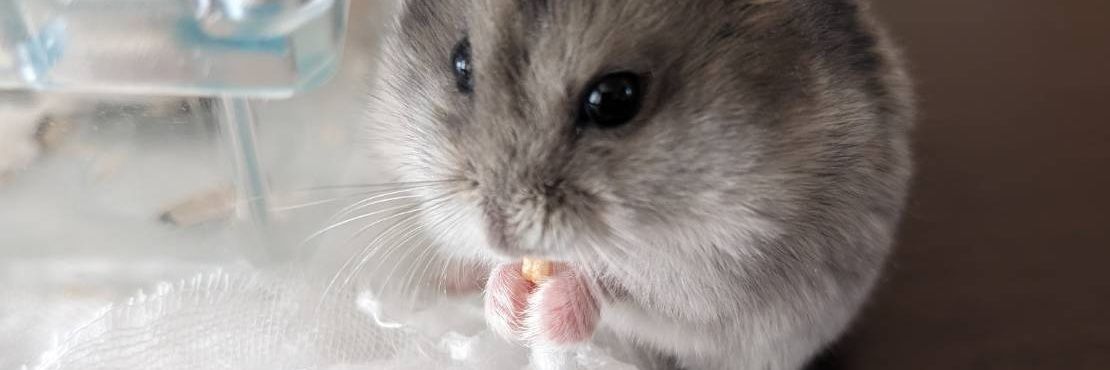 たま 5月6日出場予定 banner