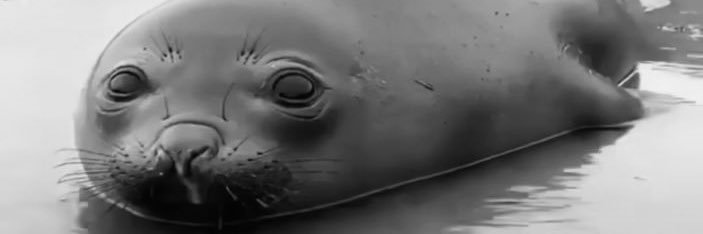blarfolemule's profile banner image